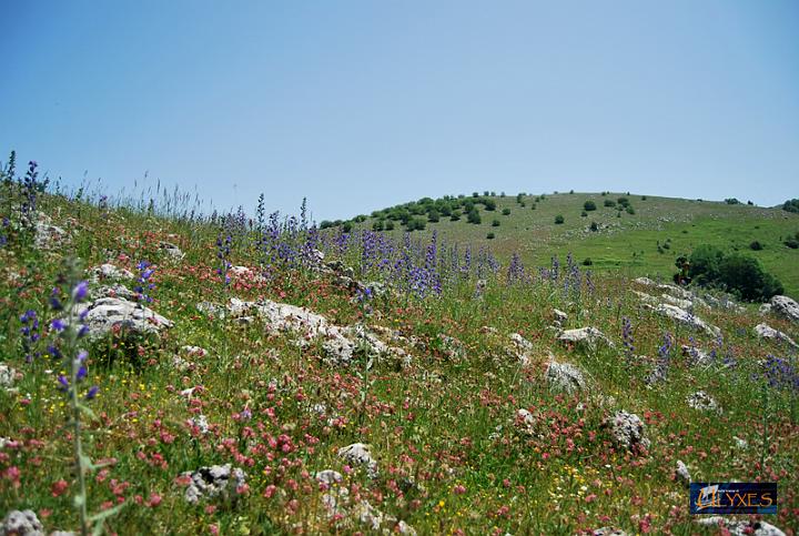 panorama con echium.JPG